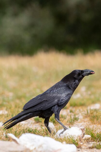 Foto cuervo común corvus corax salamanca españa