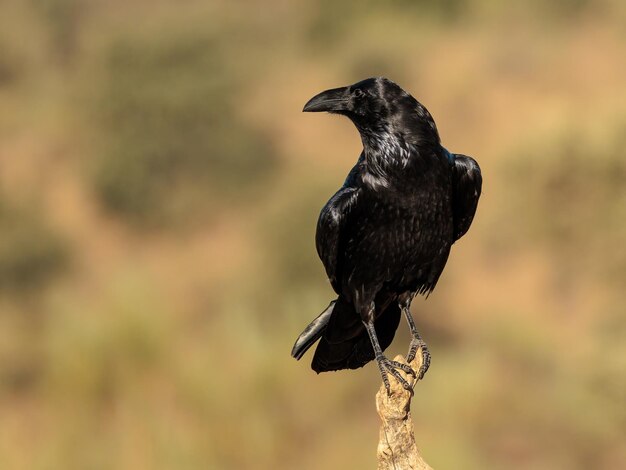 Cuervo común Corvus corax