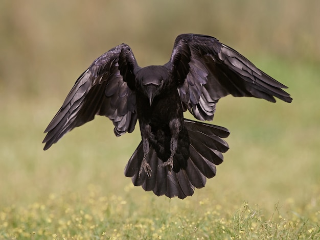 Foto cuervo común (corvus corax)