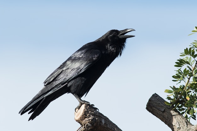 Cuervo común - (Corvus corax)