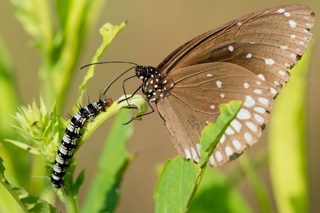 Cuervo común mariposa y oruga