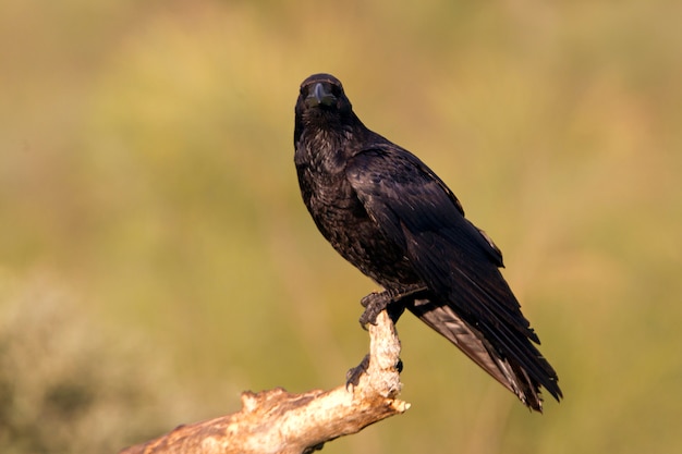 Foto cuervo común con las primeras luces del día, cuervo, cuervo, pájaros, corvus corax