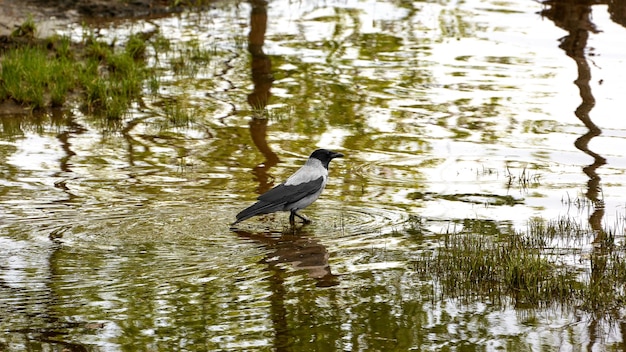 Cuervo encapuchado caminando por un charco de hierba