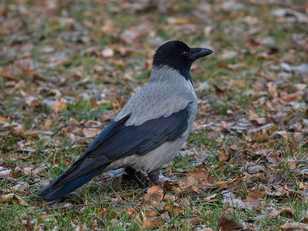 Cuervo encapuchado (Corvus cornix) Estocolmo, Suecia