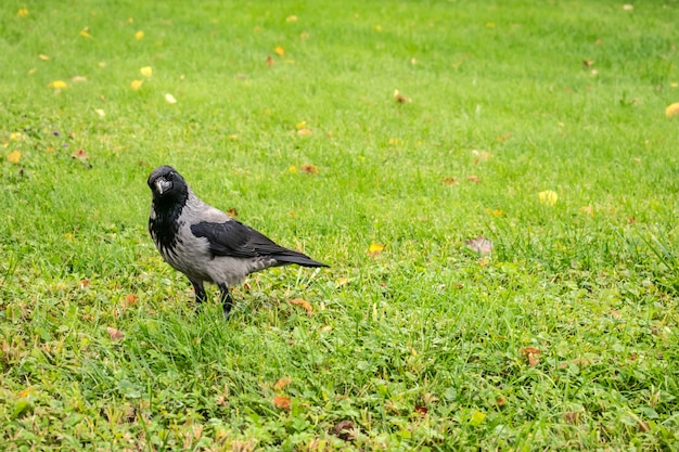 Cuervo encapuchado, Corvus cornix sobre un fondo de hierba verde con hojas amarillas