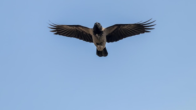 Cuervo encapuchado volando en el cielo. Propagación de alas de cuervo.