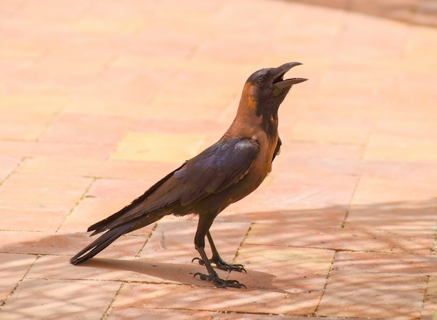 Cuervo grita a los visitantes café en el hotel en Egipto.