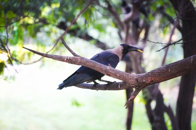 Cuervo en imágenes de árboles: concepto de animales y aves