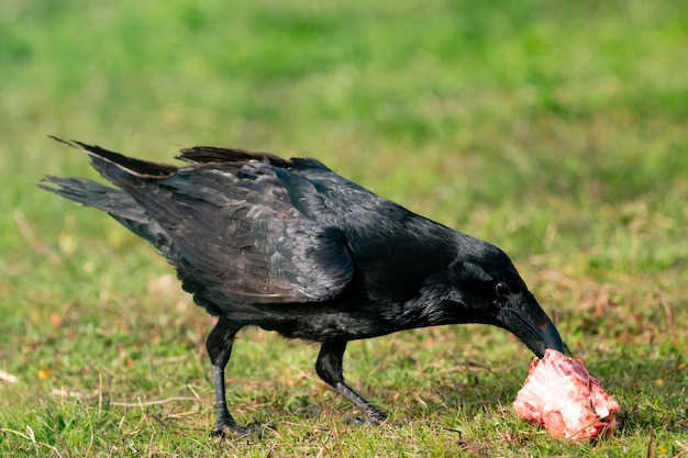 Cuervo negro comiendo