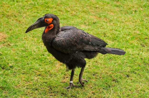 Cuervo negro cornudo aka Bucorvus leadbeateri con pico rojo en el campo de hierba verde