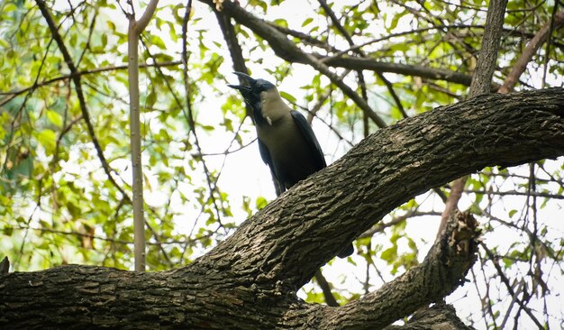 Cuervo negro en la imagen del árbol