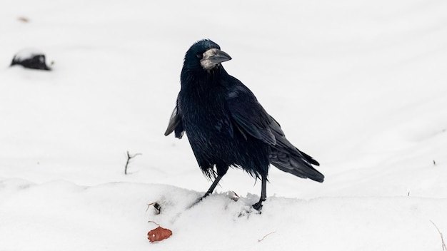 Cuervo negro en el parque de invierno en la nieve.