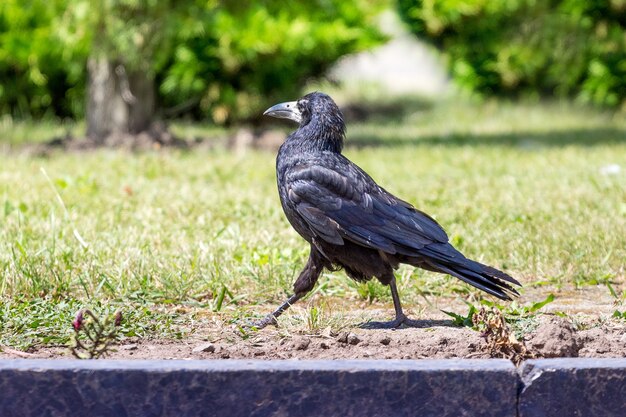 el cuervo negro va rápido por el camino