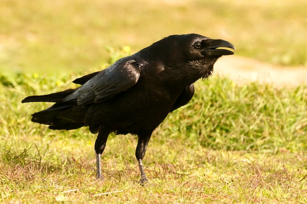 Foto cuervo negro rodeado de flores amarillas