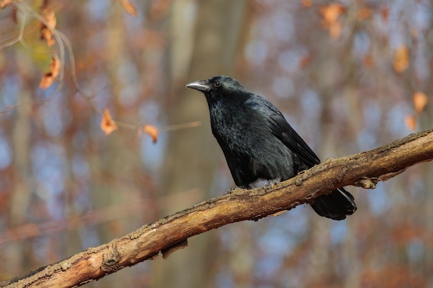 Cuervo negro sentado en la rama de un árbol