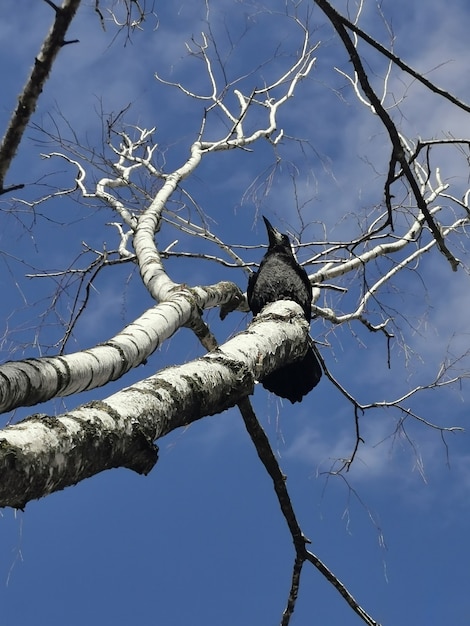 Un cuervo negro se sienta en un árbol seco contra un cielo azul. vista de primavera.