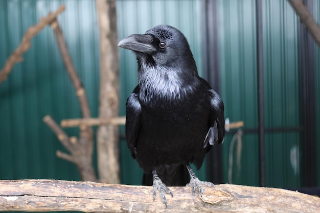 Cuervo negro en el zoológico en una jaula.