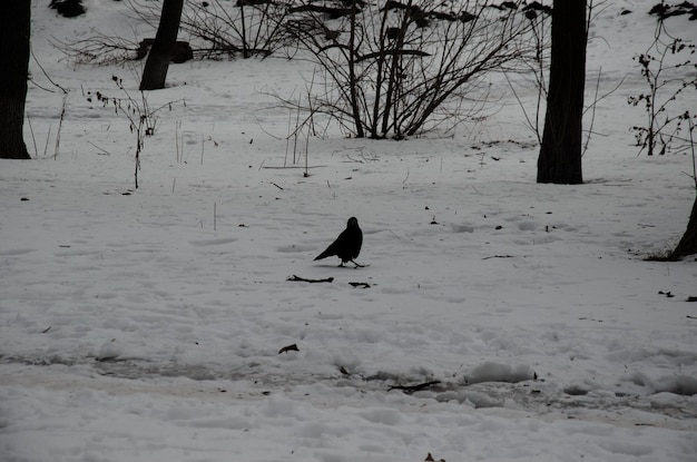 Cuervo en una nieve en el parque de la ciudad