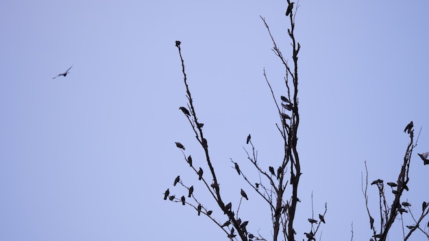 Un cuervo de palomas y cuervos en la rama de un árbol