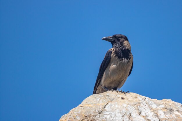 Foto un cuervo está parado sobre una roca contra un cielo azul.