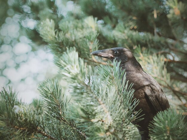 Foto el cuervo en el pino