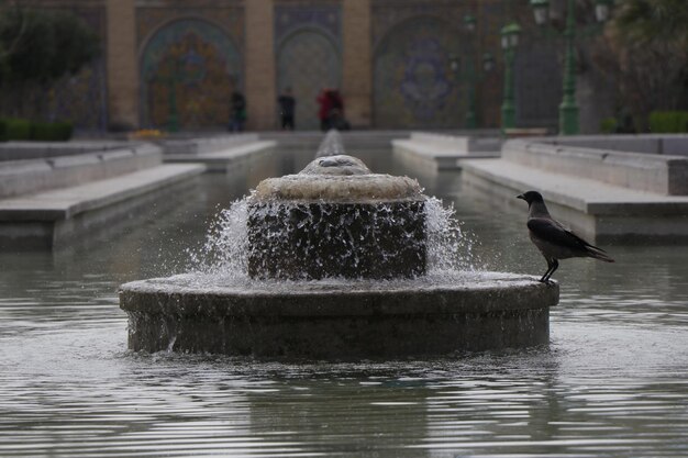 Foto el cuervo está sentado en la fuente de agua.