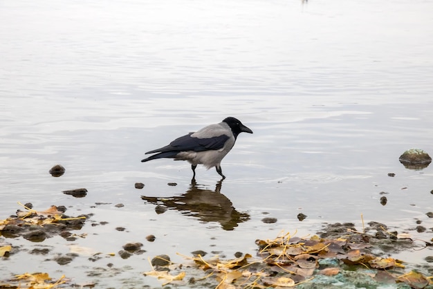 Un cuervo se para sobre una roca en el agua.