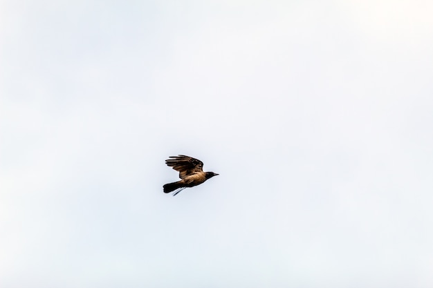 cuervo volando en el cielo azul