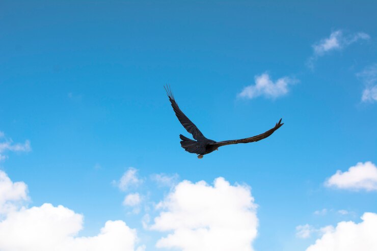 Cuervo volando sobre cielo azul