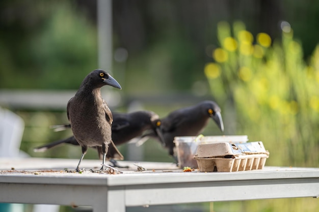 Cuervos comiendo restos de comida en un picinc carawan pájaros en un rebaño