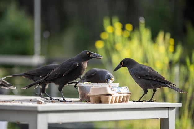 Cuervos comiendo restos de comida en un picinc carawan pájaros en un rebaño