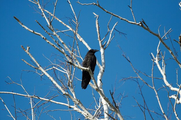 Cuervos negros está en un árbol seco, mañana cielo azul profundo