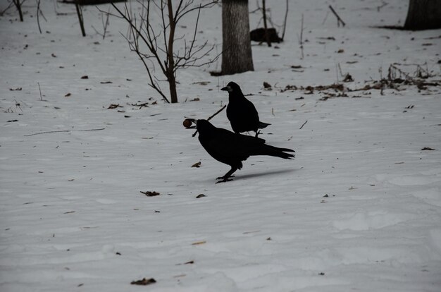 Cuervos en la nieve en el parque de la ciudad en invierno