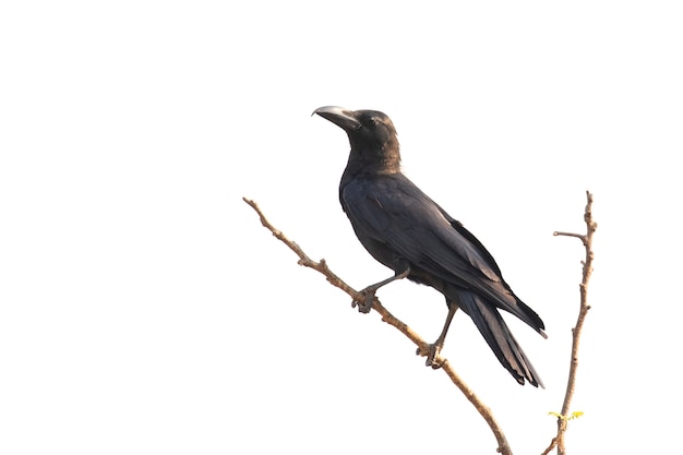 cuervos en una rama aislada. Aves. Animales salvajes.