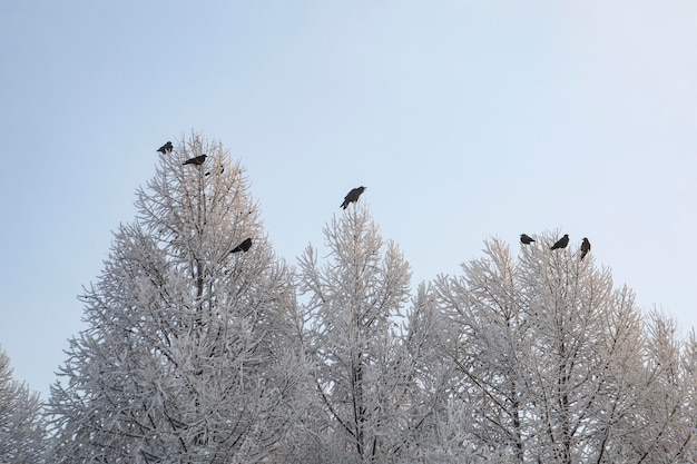 Los cuervos se sientan en las ramas de los árboles cubiertos de escarcha en un frío día de invierno Clima