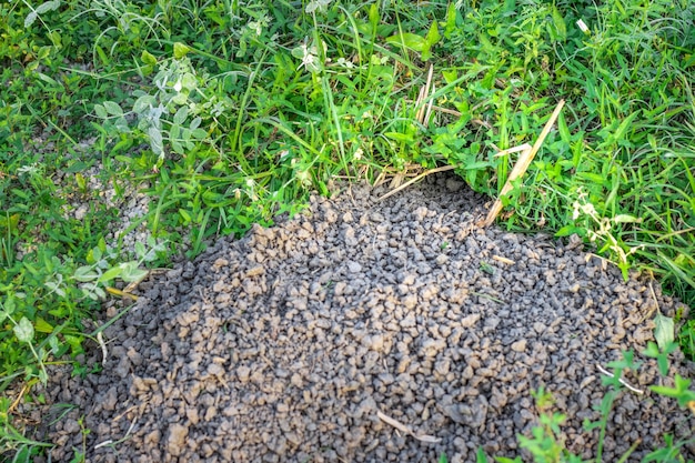 Una cueva de ratas al lado de la tierra agrícola primer plano