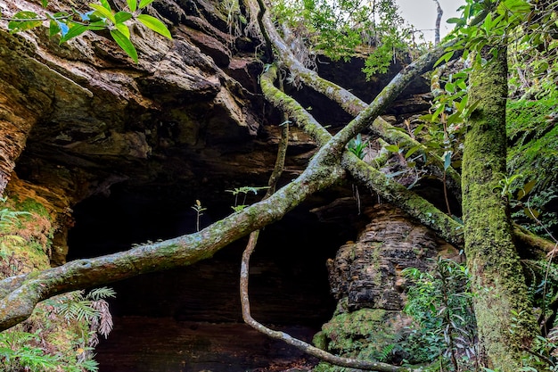 Foto cueva entre las rocas y la vegetación de la selva tropical en el estado de carrancas de minas gerais, brasil