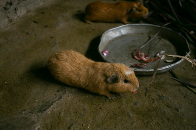 Cui é o nome dos Porquinhos da Guiné em Per. As pessoas nesta área comem estes animais, normalmente assados.