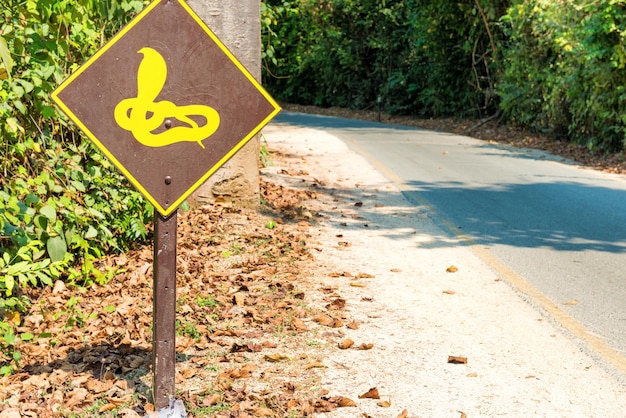 Cuidado com o suspiro de cobra venenosa na estrada na floresta da selva
