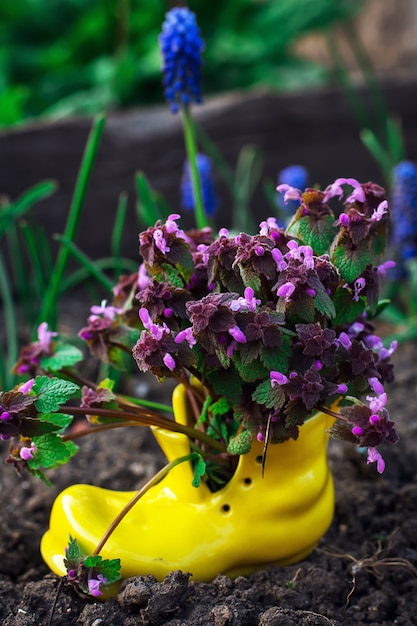 Cuidado de flores ornamentais em vasos