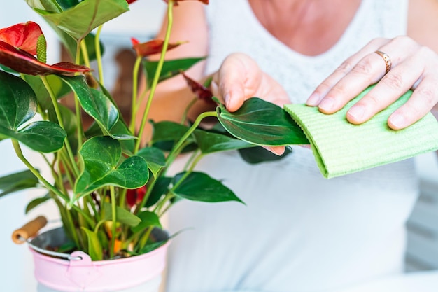 Cuidado de las flores de Anthurium crecimiento de la floración en casa.