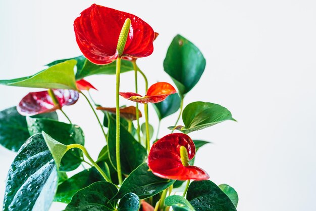 Cuidado de las flores de Anthurium crecimiento de la floración en casa.