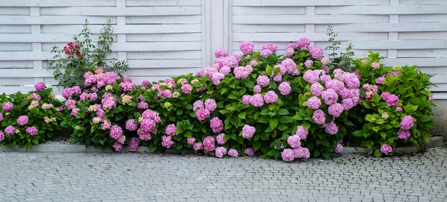 Cuidado de las flores jardín de invernadero hortensia macizo de flores de primavera y verano