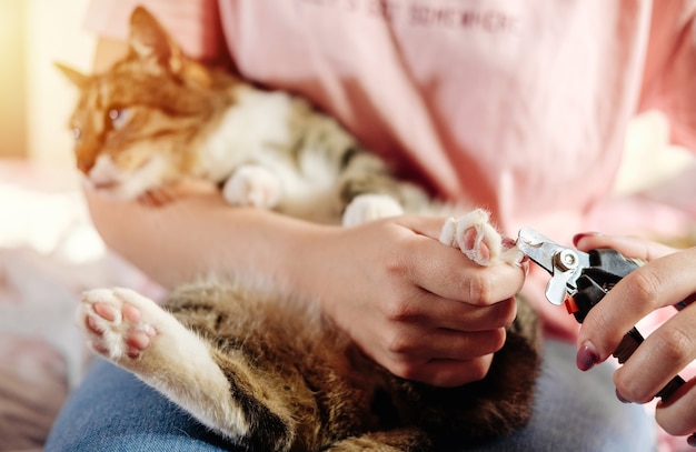 Foto cuidado de las uñas de gato