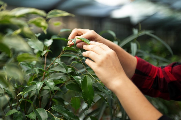 Cuidado de manos de mujer anónima por hojas de ficus en invernadero