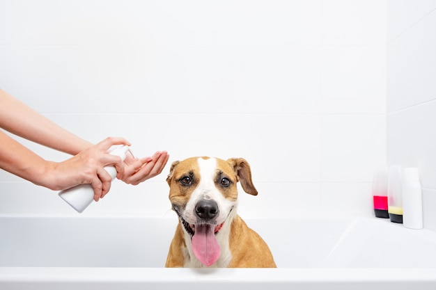 Cuidado de mascotas en el concepto de hogar: Staffordshire terrier obediente y entrenado se sienta en una bañera blanca,