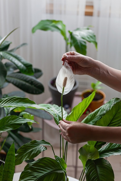 Cuidado de la mujer de plantas de interior, sosteniendo una flor de spathiphyllum en las manos en casa