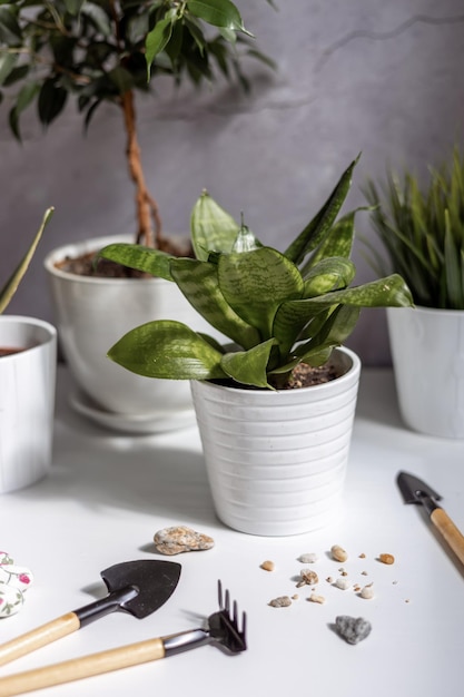 Cuidado de plantas domésticas Sansevieria trifasciata Hahnii sobre una mesa blanca con suministros de jardinería