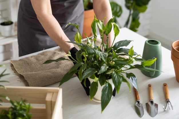 Cuidado de plantas de interior de primavera primer plano trasplantar plantas de interior Despertar plantas de interior para la primavera Mujer de mediana edad está trasplantando una planta a una maceta nueva en casa Planta de trasplante de jardinero Spathiphyllum