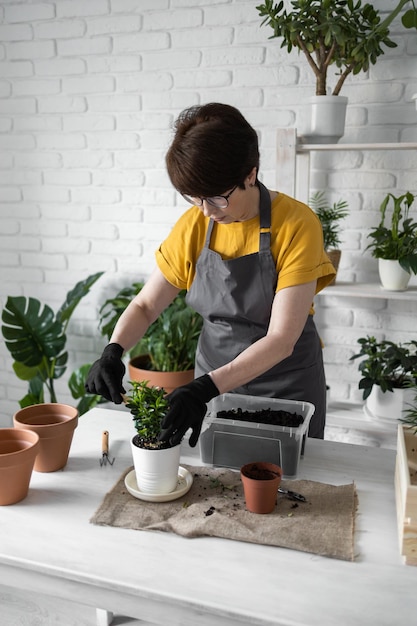 Cuidado de plantas de interior de primavera trasplantar plantas de interior Despertar plantas de interior para la primavera Mujer de mediana edad está trasplantando una planta a una maceta nueva en casa Planta de trasplante de jardinero Spathiphyllum